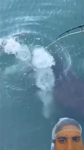 GIANT GOLIATH GROUPER EATS LIVE CATFISH ON THE SURFACE!