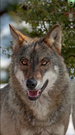 Wolf| How It Hunts, Lives and facts