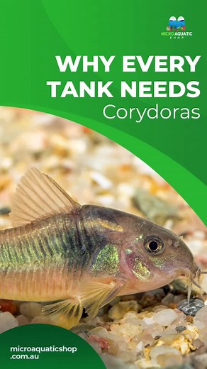 Corydoras Fish for Your Aquarium: Buy 3, Get 1 Free!
