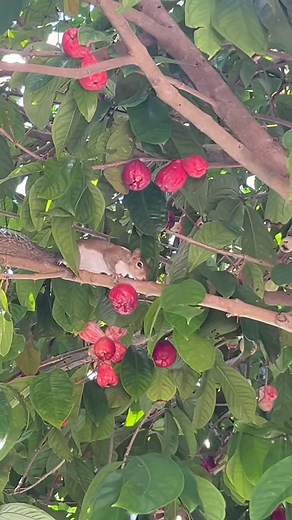 Catch and cook Squirrel 🐿️ | Gray Davis
