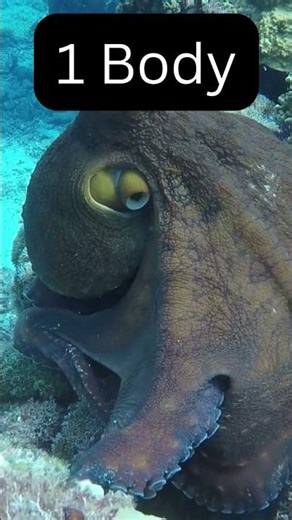 Octopus Has 3 Hearts?