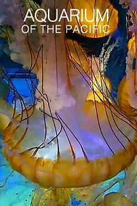 Seajelly Cam | Aquarium Of The Pacific | Live Cams | Explore.org