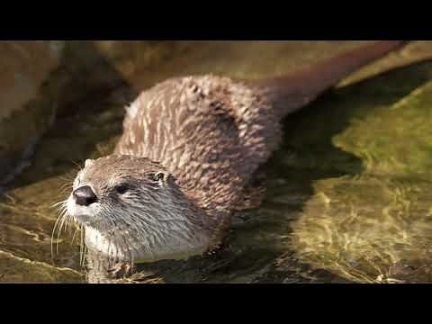 Wonders of the Wild - Mink and Otter