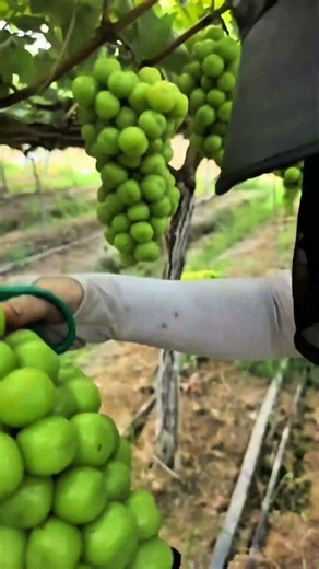 Japani sunshine rose grape fruit pruning 🍇#grape #grapenation #pruninggrapevines #grapecity