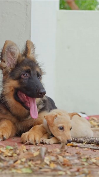Finally, Tyson Meets Karuppan! ❤️ Best Friends Forever? 🥹 #karuppan#tyson #puppy #pets #cutepuppy