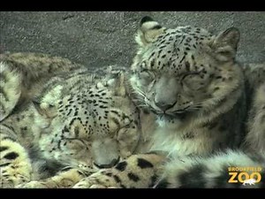 Young Snow Leopards Arrive at Brookfield Zoo