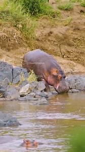 Hippo entering pond and drinking water #hippo #water #pond #cute #drink #nature #wildlife HA39363 | HAWI Studios