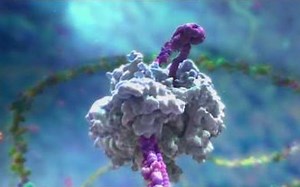 【3D演示】基因工程（字幕版 原版）