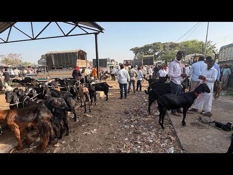 CHAKAN BAKRA MANDI UPDATE 11/04/2026 PUNE KI BIGGEST MANDI | USK FARMS 