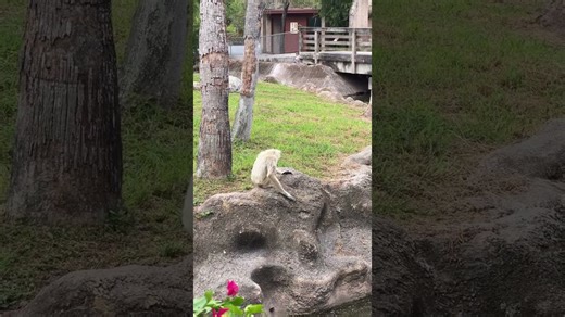 Pileated gibbon vocalizes with surprisingly loud calls in the wild