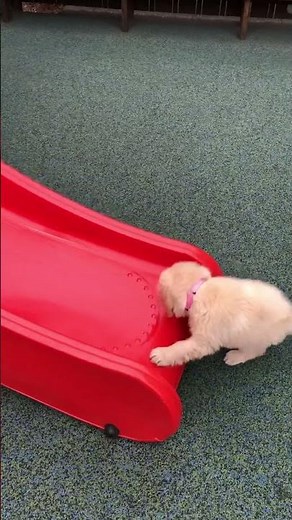 Adorable Puppy Plays on Slide!