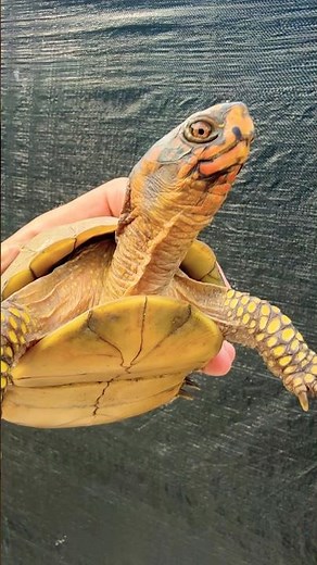 What do they eat? #boxturtle #turtle #shorts