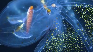 We can't stop watching. On a 34-day expedition around the Phoenix Islands Archipelago, marine scientists from the Schmidt Ocean Institute Institute captured exceptionally rare footage of the elusive glass octopus. | World Ocean Day