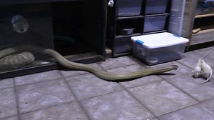 141K views · 1.3K reactions | Cobra Feeding | Wild Charles | Facebook