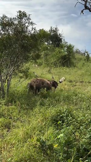 1.6M views · 19K reactions | Best luxury safari adventure in Tanzania...