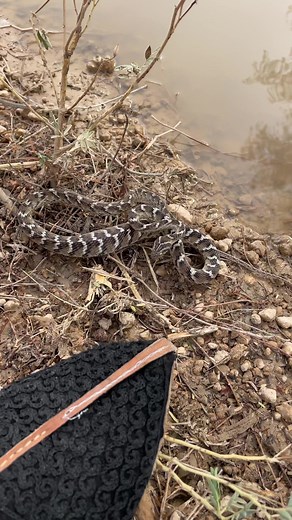 3M views · 10K reactions | Cat snake attack #snake #rescue #virel #reels | Shyam govindsar | Facebook