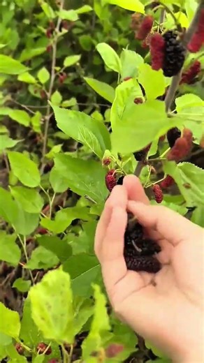 hand picking ripe black mulberries from a leafy branch in the bright garden