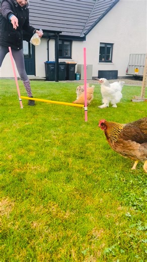 Kelly Smith on Instagram: "Frenchie ducking out of the second jump 😆#sheknowsbest #frenchie #chickens #agility #training #chickensaspets #jumping #jumps #happy #fun #funtimes #lovely #holidays #qualitytime #backyardchickens #family #familytime #happychickens #precious #awesome #cute #games #playing #perfect #chickensofinstagram #chickensofig #hens #happyhens #happiest #happiness"