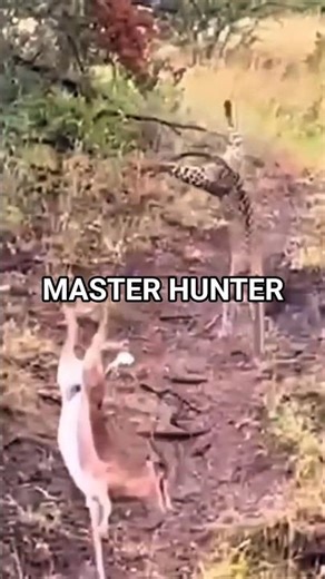When the Predator Masters the Hunt