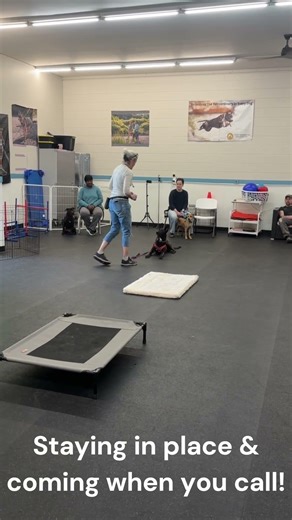 Experience the Tranquility of a Dog Who Listens with Basic Obedience