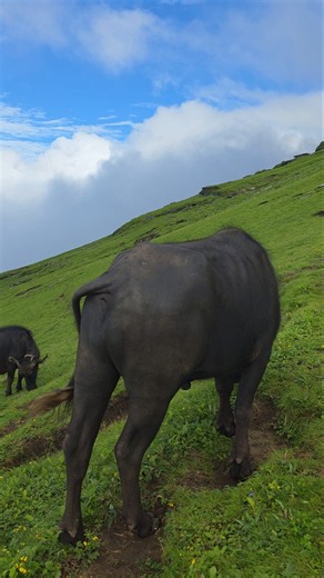 Wild Himalayan Buffalo Bull Grazing on High Mountain Meadows | Authentic Village Life & Nature#viral