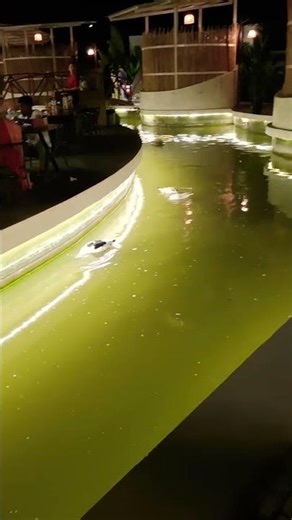 Duck swimming pond 🥰🥰🥰