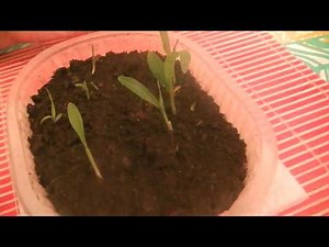 🌱 Germinación de la planta de maíz 🌽
