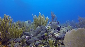 34K views · 590 reactions | Dive on the West, North and East walls to experience the best of Grand Cayman with Red Sail Sports. [sponsored] | Scuba Diving Magazine | Facebook