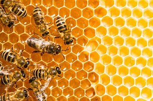 How Long Does It Take For A New Beehive To Produce Honey? - Bee Keeper Facts - Beekeeping For Beginners And Hobbyists