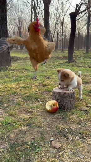 Puppy Scares Chicken with Dog Sounds! Watch the Funny Reaction