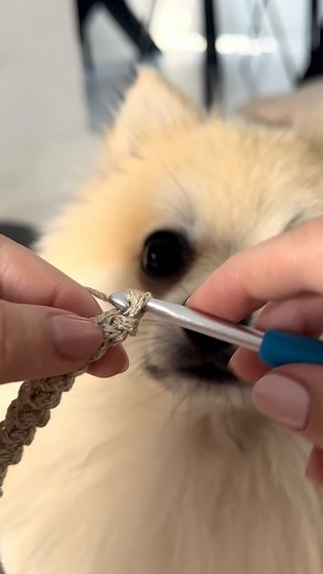 See this handsome boy shining with his golden harness 🧶✨ #crochet #haken #dog #pomeranian #dwergkees #dogharness #diy #puppy | Free crochet patterns by Wilmade