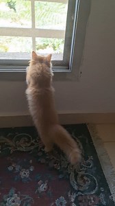 105K views · 2.8K reactions | شمس لونة عجيب وبيصوصو  وبقي بيقف زي لولي #cute #kitty #cat #pet #Egypt @top fans | Pets Finder Egypt | Facebook