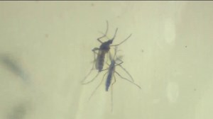 West Nile Virus Concerns Grow Following Bay Area Storms