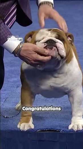 National Dog Show Best in Show Full Judging NBC Sports