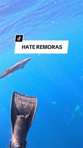 The Annoying Remora: Sharks' Not-So-Precious Hitchhiker
