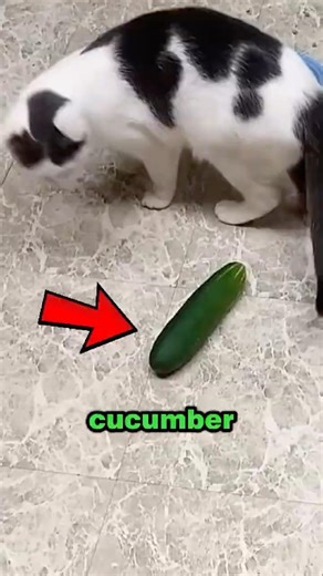Cat vs. Cucumber 😱 The Moment They Realize It's Behind Them! #funny #cat #shorts