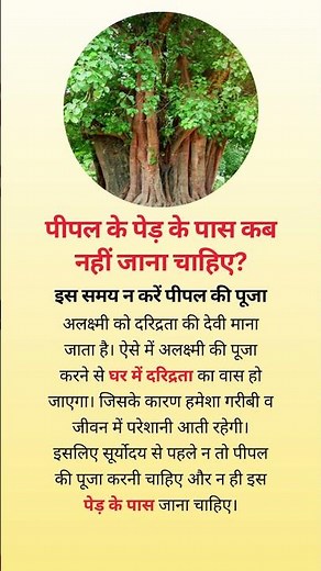 पीपल के पेड़ के पास कब नहीं जाना चाहिए?