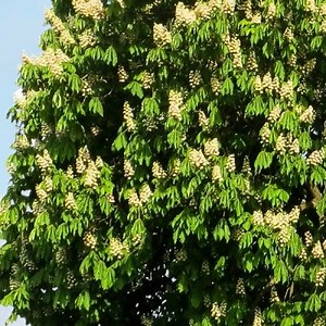 Horse Chestnut: What is it?, Properties, Uses and more ▷➡️ Postposmo