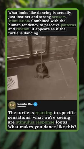 Moves Like Jagger (Turtle Edition)