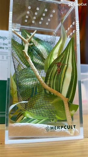 Our Ghost Mantis Just Got a Luxury Upgrade 👻🌿 | New Herpcult Enclosure