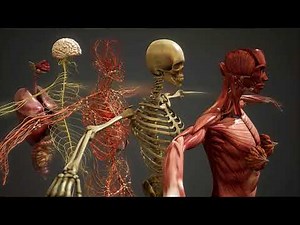 3D Human Anatomy Animation | Amazing Body Structure Explained 🧍‍♂️🧠 #shorts #science #human