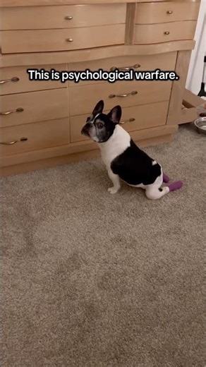 I clearly forgot about elevensies… #dogshorts #frenchbulldog #adoptstrays #funny #ivddsurvivor