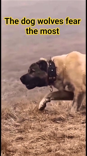 Kangal – The Only Dog Wolves Fear!!! #kangal