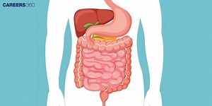 Small Intestine Diagram - Labelled Diagram & Detailed Explanations