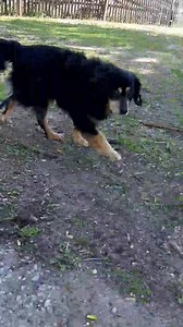 3.5K views · 72 reactions | Naléhavě hledáme domov pro krásného malého pejska do 10 kg. Umřela mu panička. Je celý smutný. Má rád psy ,je přátelský, veselý a má rád i procházky. Jmenuje se OČKO ❤ hledá co nejdříve někoho, kdo ho bude mít moc rád. K adopci bude do 14 dnů. | Toulavé Tlapky, z.s. | Facebook