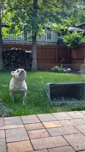 6.5K views · 115 reactions | The same dog, why the gap is so great, Brother next door has proven many times Saying again and again, do not understand, only know how to scream. . . #frenchiepuppy #frenchie #frenchbulldog #frenchielove #frenchies | 1M Follow | Facebook