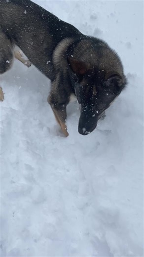 🌈bling bling diva🌈 (@bling.bling.diva)’s videos with A Cold Winter Storm - Pro Sound Effects Library