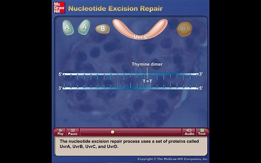 DNA切除修复-nucleotide excision repair-动画