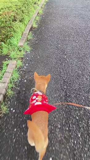伝える前に…#柴犬 #鳥を捕まえるのが夢です #shibainu
