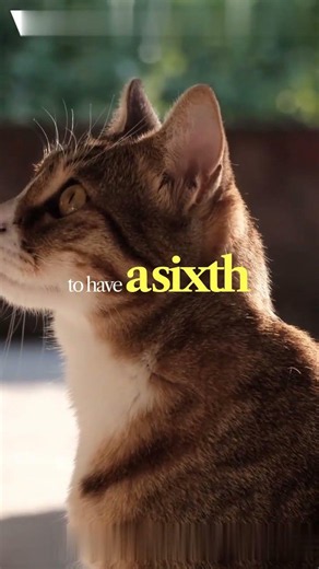 Stop ignoring these cat sounds! 🙀 #cat #animalfacts #petsrule